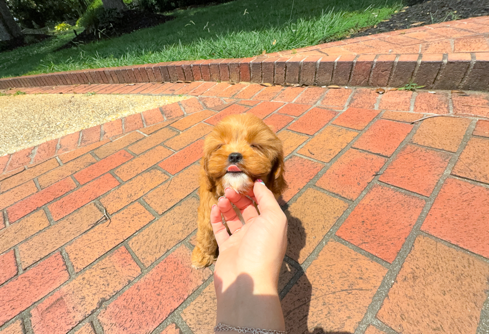 Best Cavapoo Baby