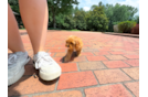 Cute Cavapoo Baby