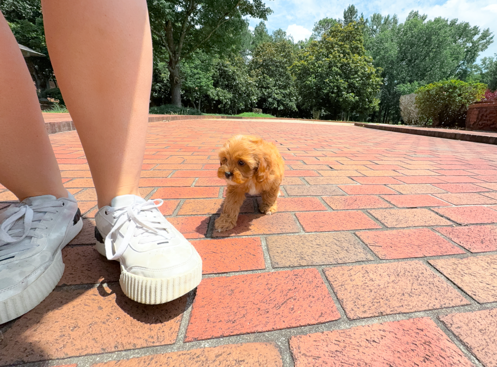 Cute Cavapoo Baby