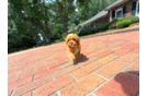 Best Cavapoo Baby