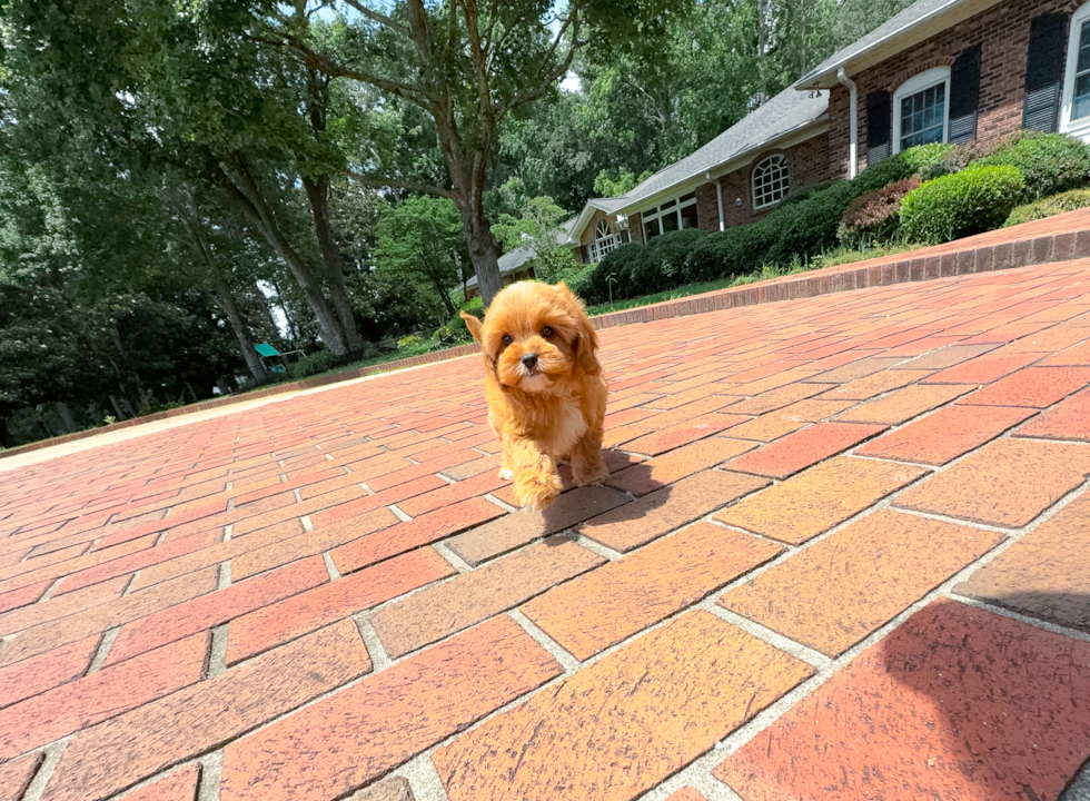 Best Cavapoo Baby