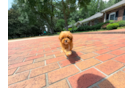 Cute Cavapoo Baby