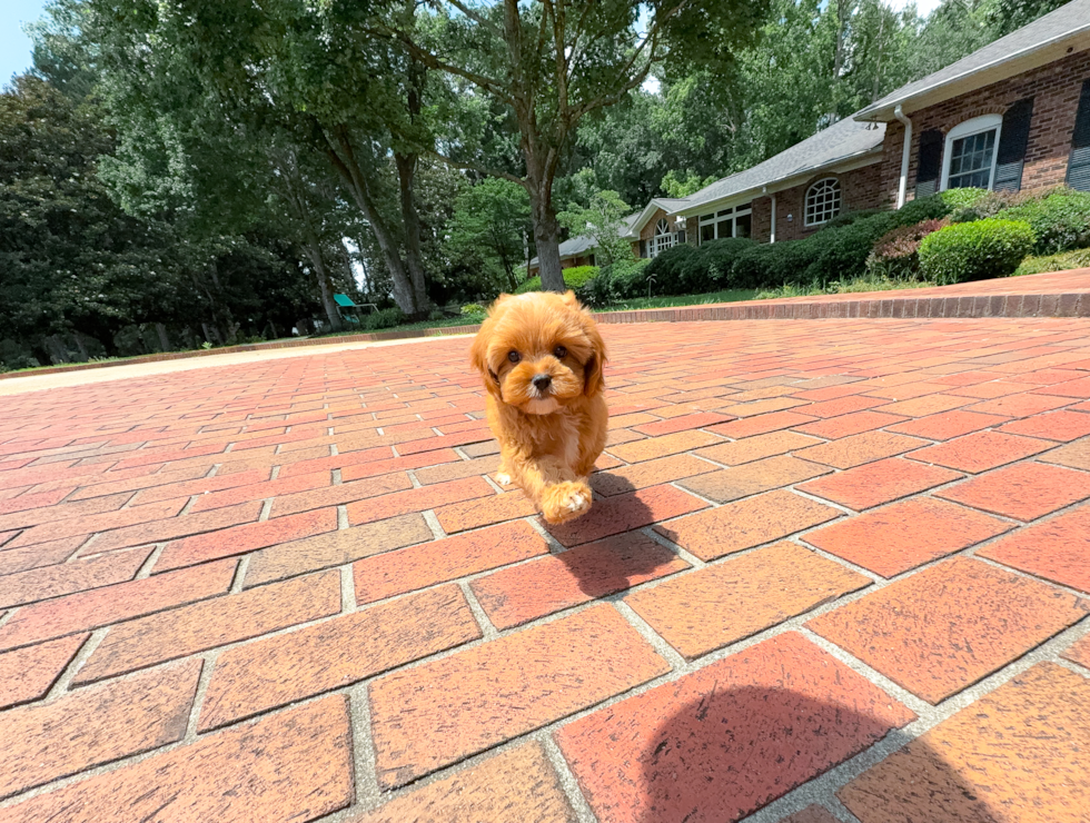 Cute Cavapoo Baby