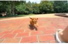 Cute Cavalier King Charles Spaniel and Poodle Mix Poodle Mix Puppy