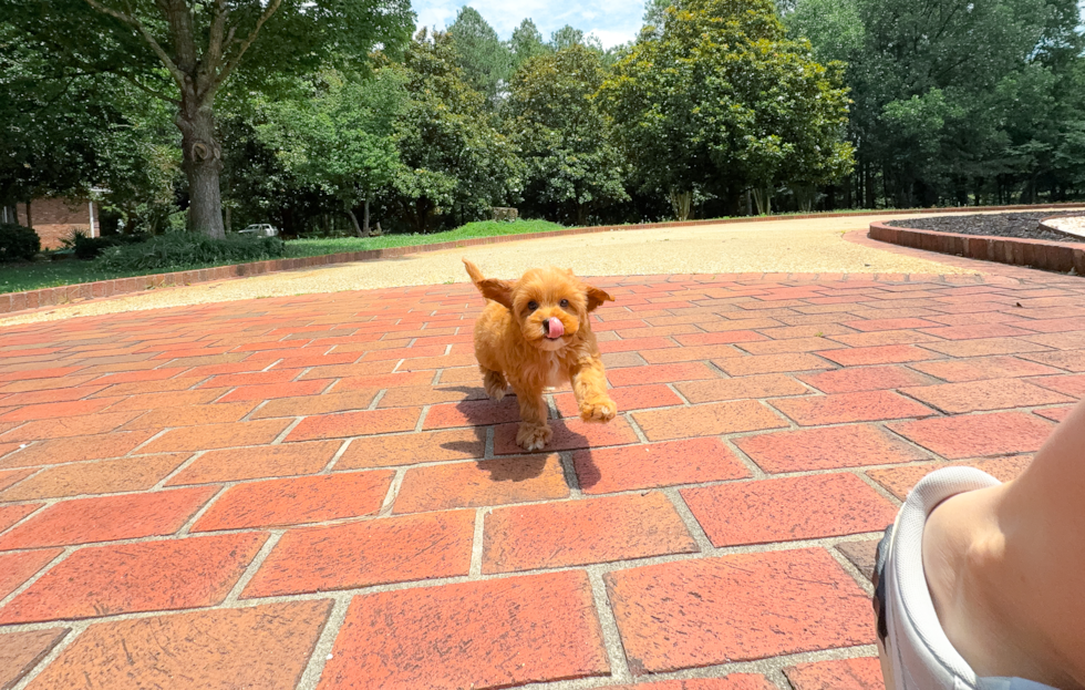 Cute Cavalier King Charles Spaniel and Poodle Mix Poodle Mix Puppy