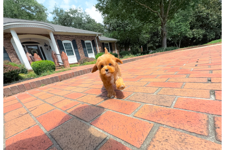 Cute Cavapoo Poodle Mix Pup