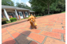 Cute Cavapoo Poodle Mix Pup