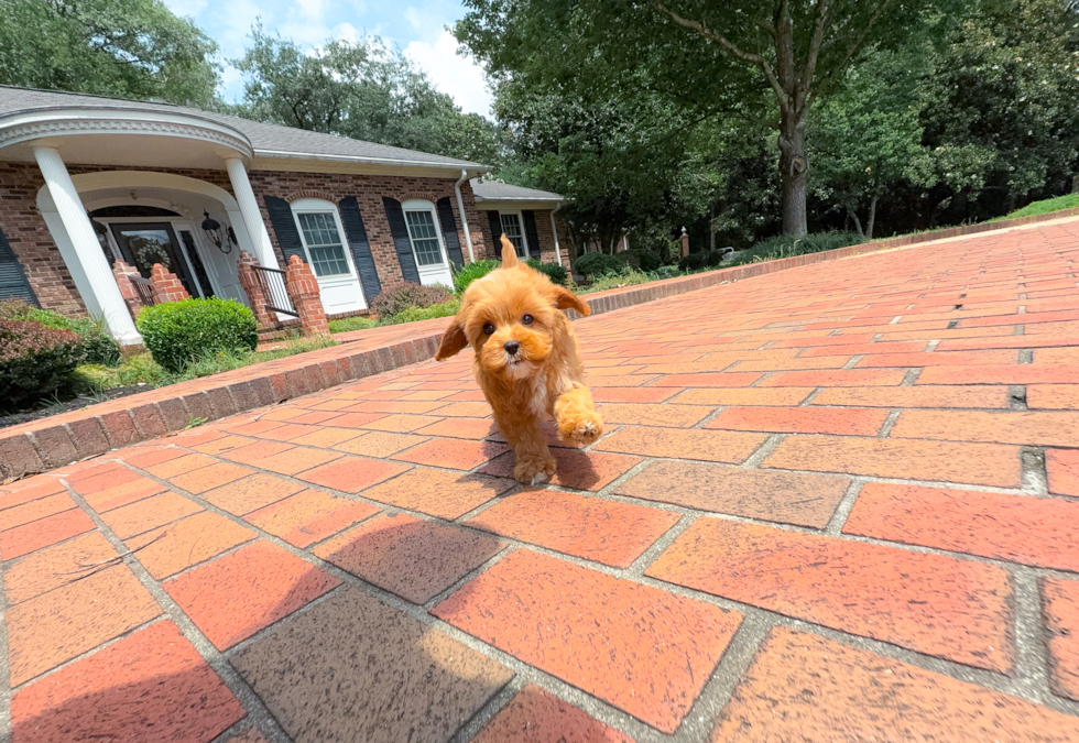 Cute Cavapoo Poodle Mix Pup