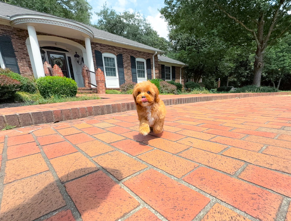 Cavapoo Pup Being Cute