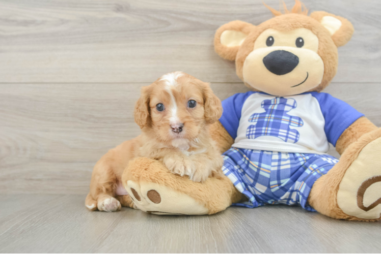 Smart Cavapoo Poodle Mix Pup