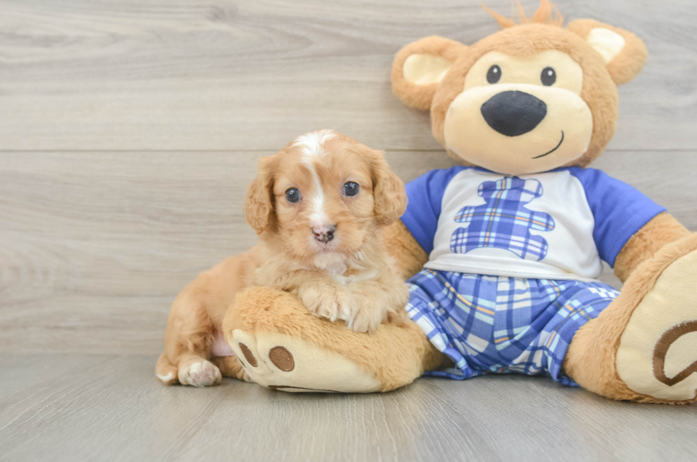 5 week old Cavapoo Puppy For Sale - Simply Southern Pups
