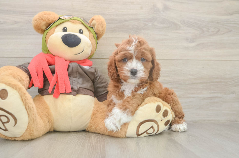 6 week old Cavapoo Puppy For Sale - Simply Southern Pups