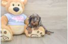 Cavapoo Puppy for Adoption