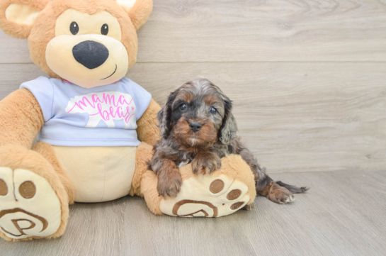 Cavapoo Puppy for Adoption