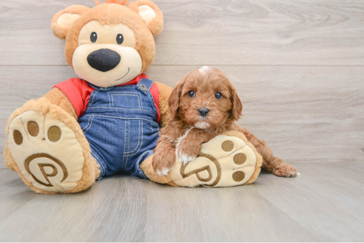 Cavapoo Puppy for Adoption