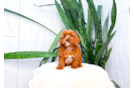 Cute Cavapoo Poodle Mix Pup