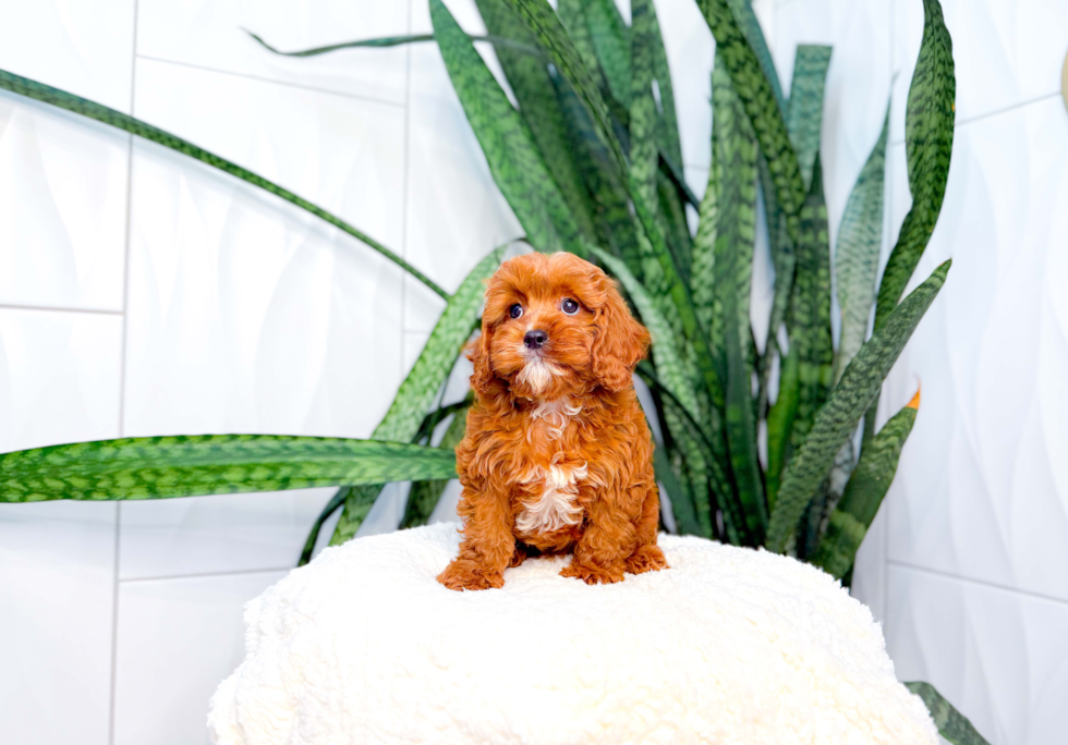 Cute Cavapoo Poodle Mix Pup