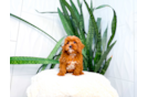 Cute Cavipoo Poodle Mix Puppy