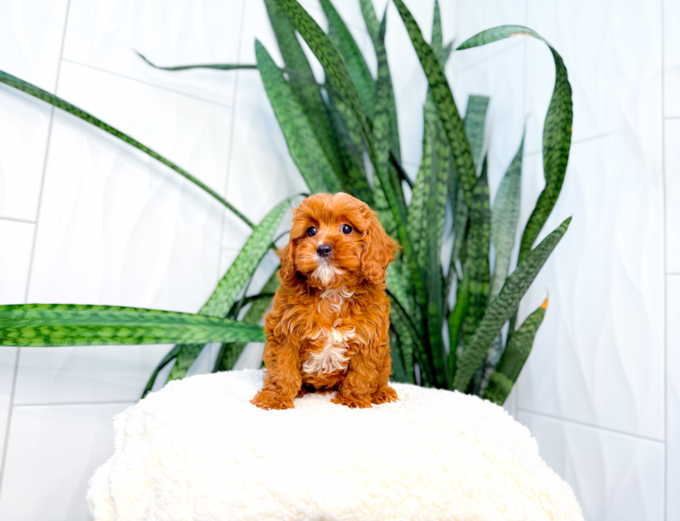 Cute Cavipoo Poodle Mix Puppy