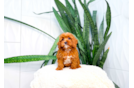 Cavapoo Puppy for Adoption