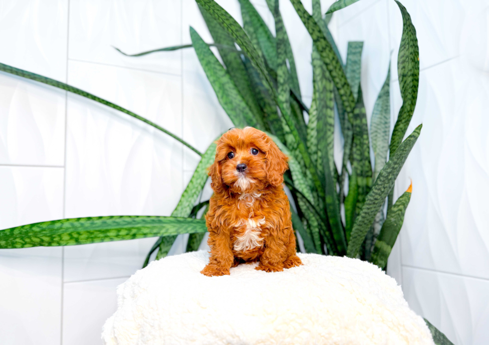 Cavapoo Puppy for Adoption