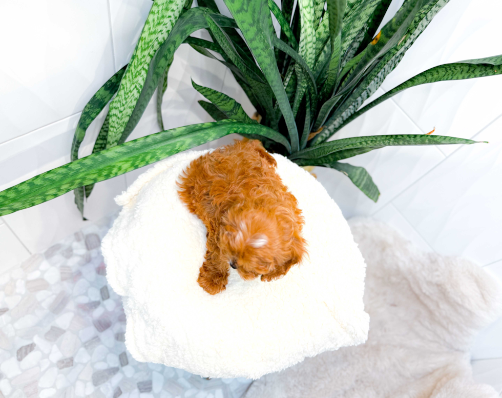 Cute Cavapoo Poodle Mix Pup