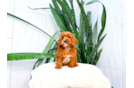 Cute Cavalier King Charles Spaniel and Poodle Mix Poodle Mix Puppy