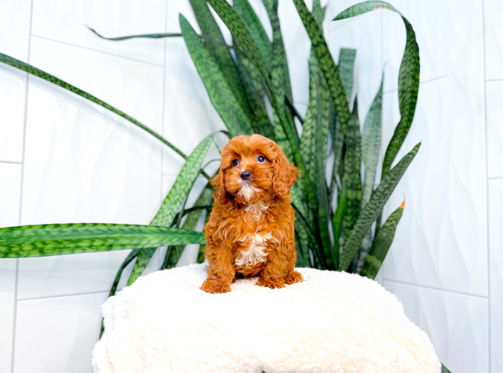 Cute Cavalier King Charles Spaniel and Poodle Mix Poodle Mix Puppy