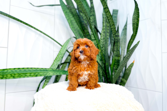 Cute Cavalier King Charles Spaniel and Poodle Mix Poodle Mix Puppy