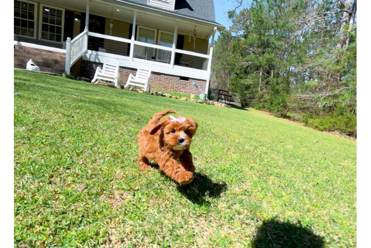 Best Cavapoo Baby