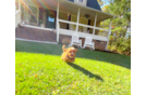 Cute Cavapoo Poodle Mix Pup