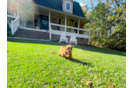 Cute Cavalier King Charles Spaniel and Poodle Mix Poodle Mix Puppy