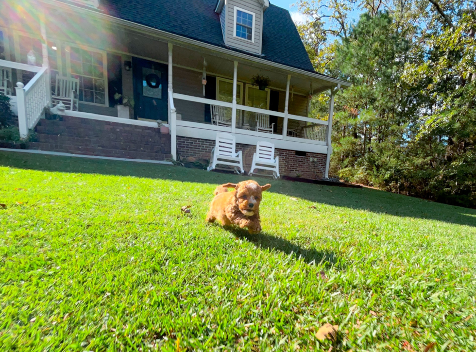 Cute Cavalier King Charles Spaniel and Poodle Mix Poodle Mix Puppy