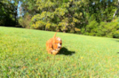 Cute Cavadoodle Poodle Mix Puppy