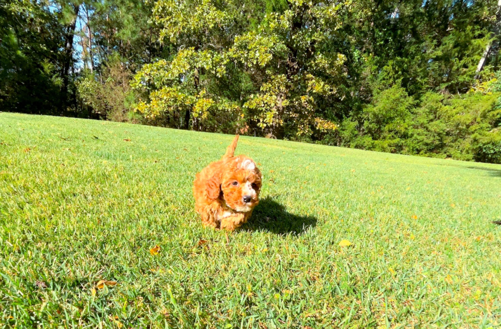 Cute Cavadoodle Poodle Mix Puppy