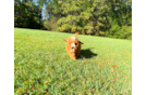 Cavapoo Puppy for Adoption