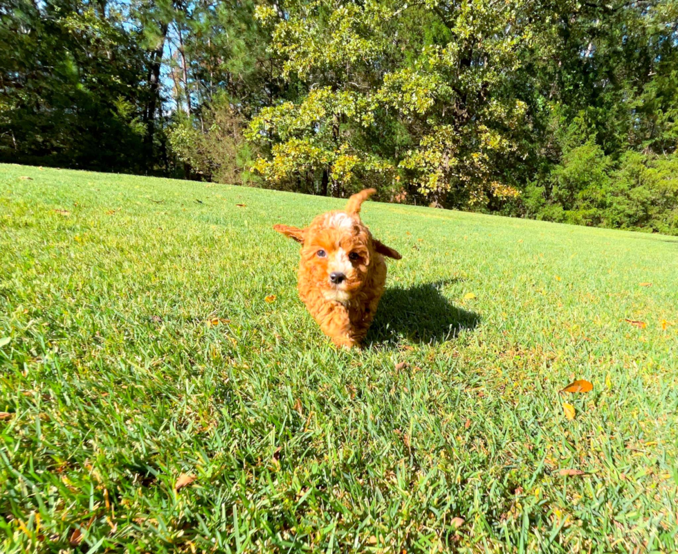 Cavapoo Puppy for Adoption