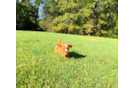 Cute Cavapoodle Poodle Mix Puppy