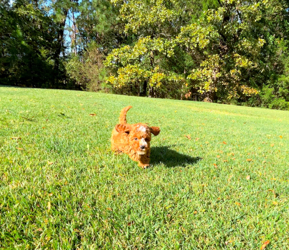 Cute Cavapoodle Poodle Mix Puppy