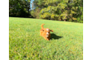 Cute Cavapoo Poodle Mix Pup