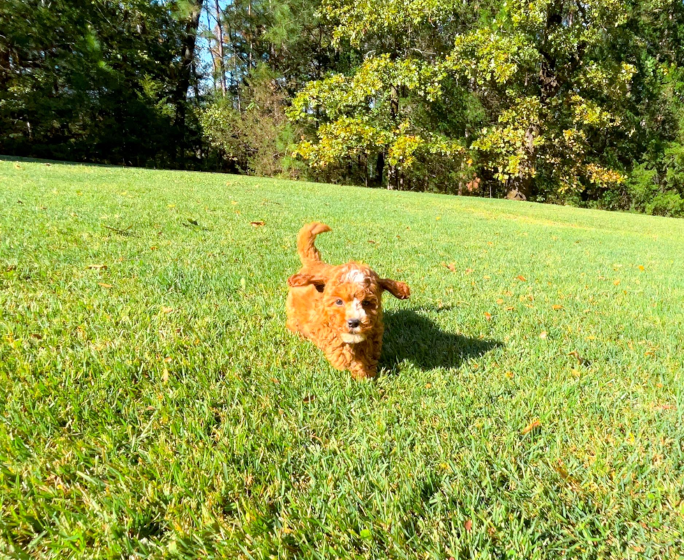 Cute Cavapoo Poodle Mix Pup