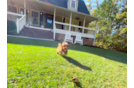 Cute Cavoodle Poodle Mix Puppy