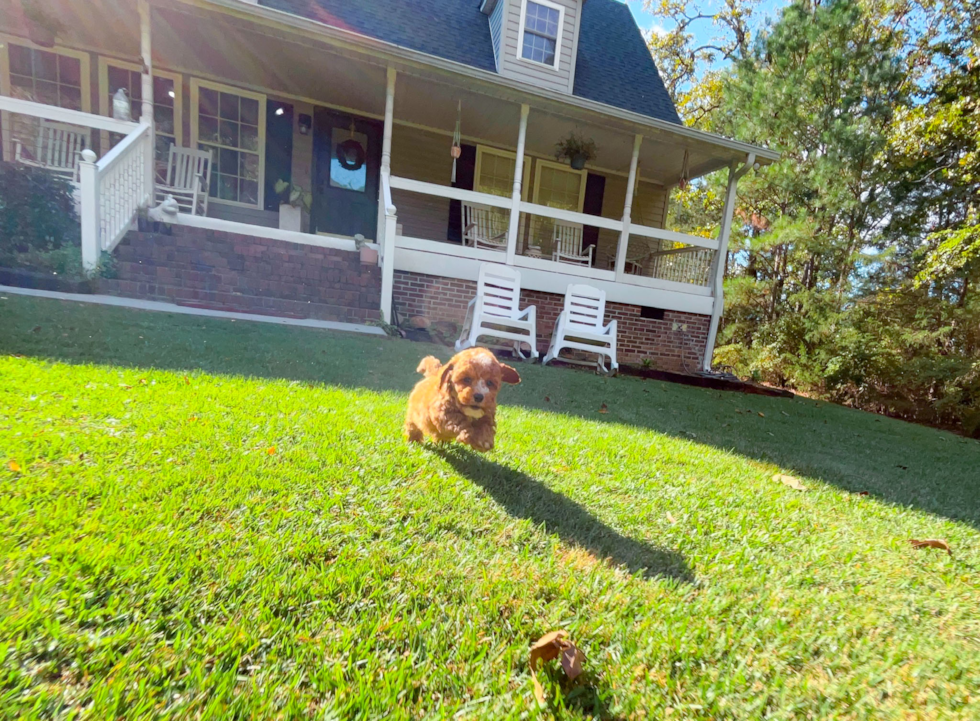 Cute Cavoodle Poodle Mix Puppy