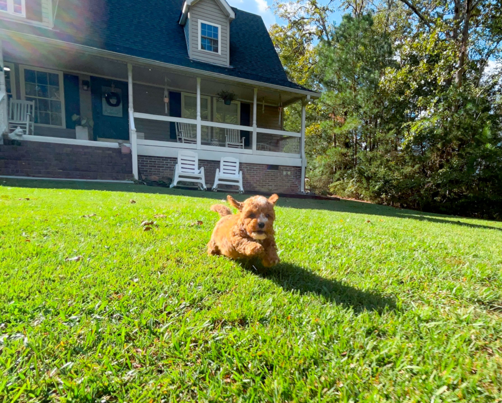 Best Cavapoo Baby