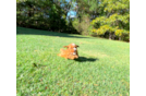 Cavapoo Pup Being Cute