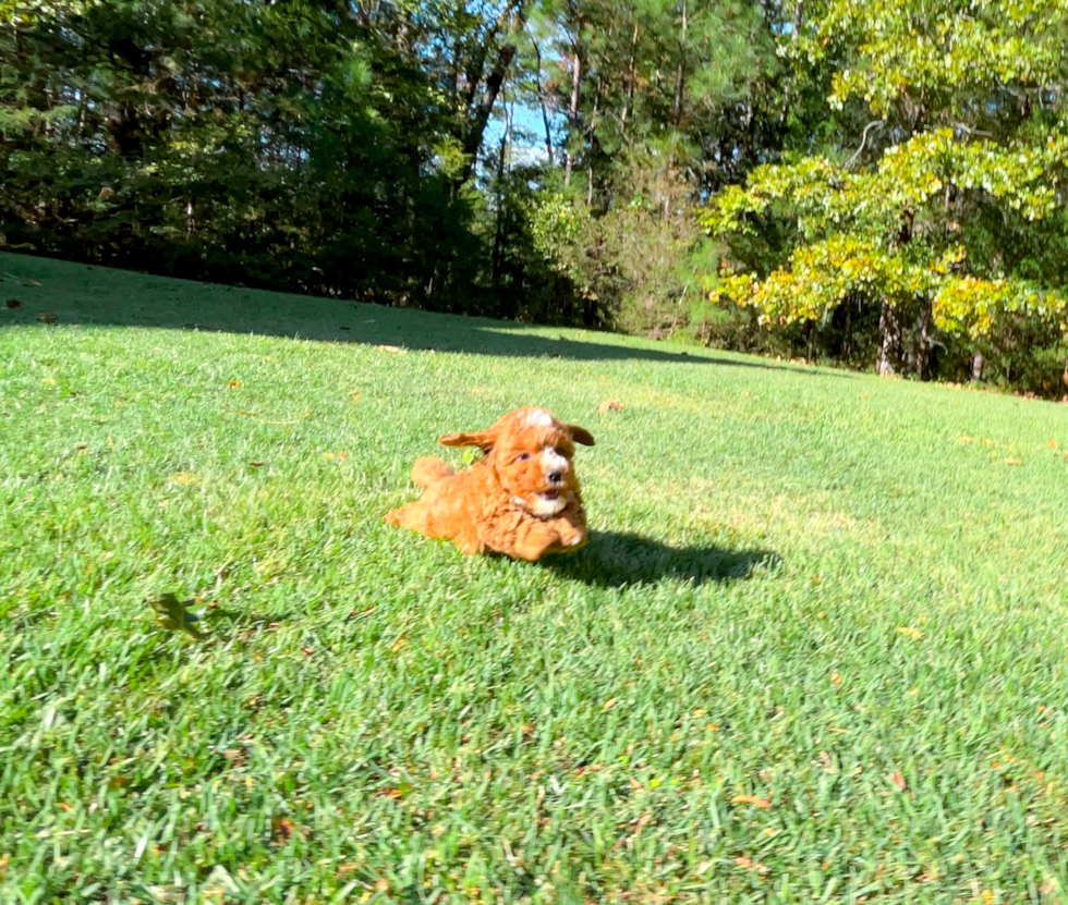 Cavapoo Pup Being Cute