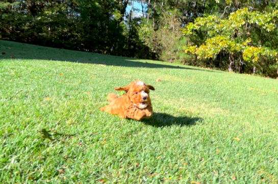 Cavapoo Pup Being Cute