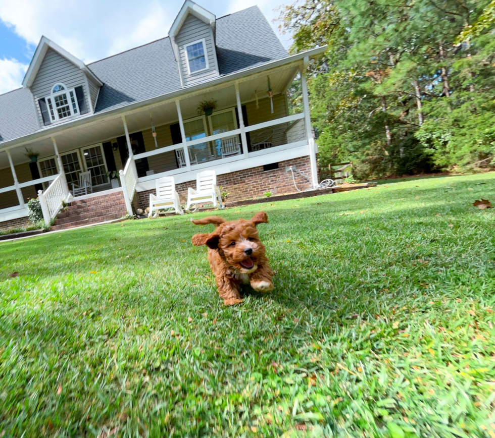 Cavapoo Puppy for Adoption