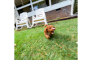 Cute Cavapoodle Poodle Mix Puppy