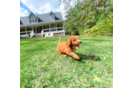 Cavapoo Puppy for Adoption